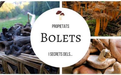 Benvinguda temporada de bolets!  Descobreix les seves propietats